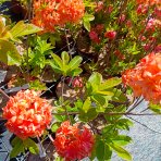 Azalka veľkokvetá (Azalea Mollis) ´GENA MAE´ - výška 50-80 cm, kont. C3L